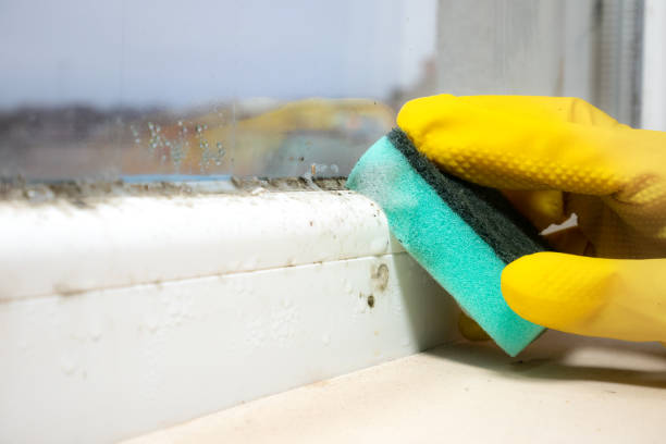 Best Mold Testing and Inspection Services in South Padre Island, TX