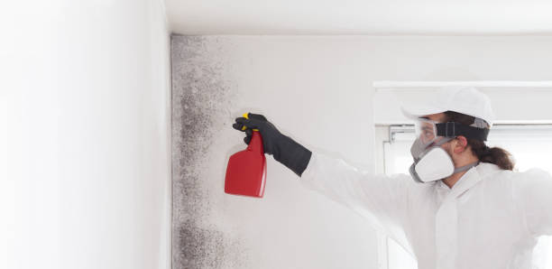 South Padre Island, TX Mold Remediation Company