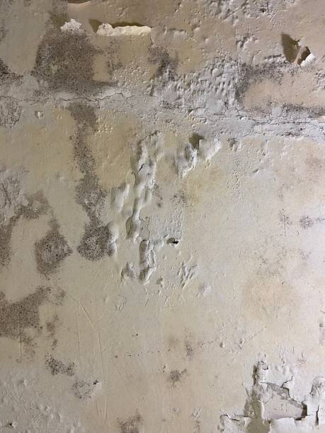 Best Insurance-Related Mold Remediation in South Padre Island, TX