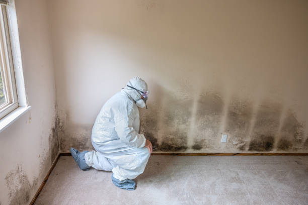 Best Mold Testing and Inspection Services in South Padre Island, TX