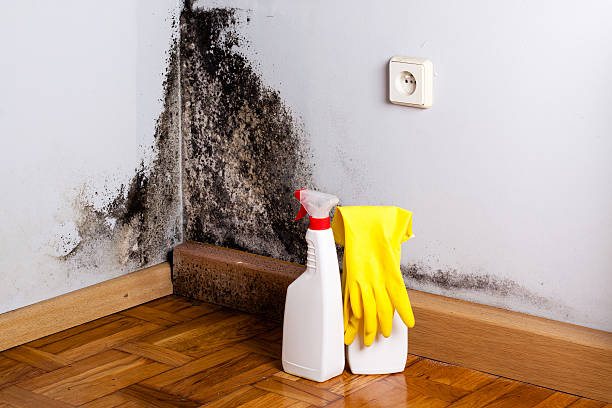Best Residential Mold Remediation in South Padre Island, TX