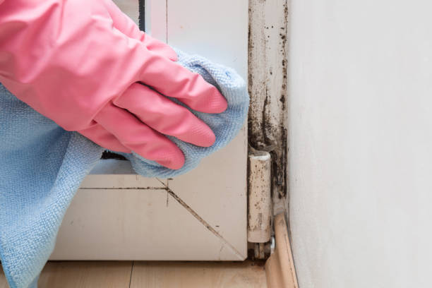 Best White Mold Remediation in South Padre Island, TX